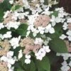 Hortensia (Hydrangea Macrophylla 'Lanarth White') -OL Planten Winkel 20080808112749 4