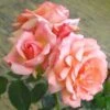 Klimroos (Rosa 'Compassion') -OL Planten Winkel 20080929152503 1