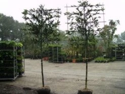 Laurier Als Leiboom (Prunus Laurocerasus 'Caucasica') -OL Planten Winkel 20081015083837 6