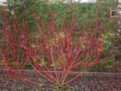 Rode Kornoelje (Cornus Sanguinea) -OL Planten Winkel 20081029090707 5