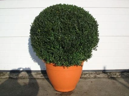 Buxusbol (Buxus Sempervirens, Bolvorm) 5 Buxusbol (Buxus Sempervirens, Bolvorm) - Afbeelding 3