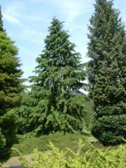 Westelijke Hemlockspar (Tsuga Heterophylla) 5 Westelijke Hemlockspar (Tsuga Heterophylla) - Afbeelding 3