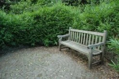 Bamboe (Pleioblastus Pumilus) 5 Bamboe (Pleioblastus Pumilus) -OL Planten Winkel 20081120105810 2