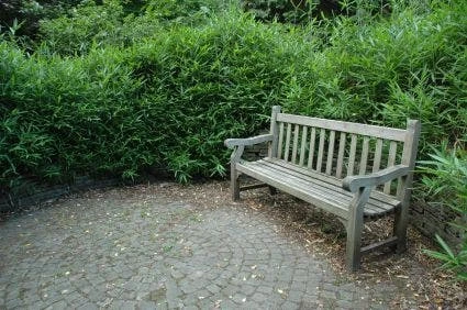 Bamboe (Pleioblastus Pumilus) 4 Bamboe (Pleioblastus Pumilus) - Afbeelding 2