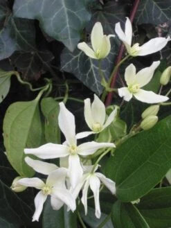 Bosrank, Groenblijvend (Clematis Armandii) -OL Planten Winkel 20081120135411 5