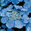 Hortensia (Hydrangea Macrophylla 'Teller Blue') -OL Planten Winkel 20081208131210 2