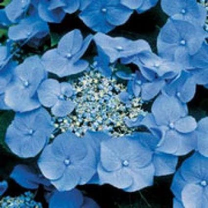 Hortensia (Hydrangea Macrophylla 'Teller Blue') 3 Hortensia (Hydrangea Macrophylla 'Teller Blue')