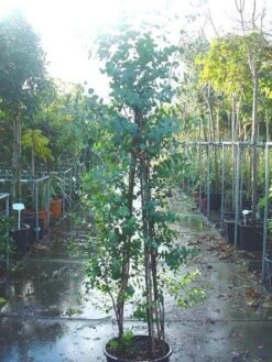 Winterharde Gomboom (Eucalyptus Gunnii) -OL Planten Winkel 20090522152550 5