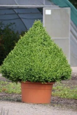 Buxus Als Pyramide (Buxus Sempervirens) -OL Planten Winkel 20090606120524 8 1