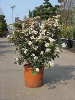 Groenblijvende Sneeuwbal (Viburnum Tinus 'Eve Price') -OL Planten Winkel 20091125113028 50 10