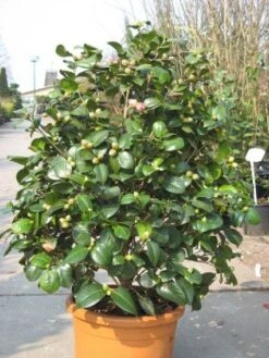 Camelia (Camellia, Rood) -OL Planten Winkel 20091125130926 60 12