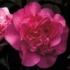 Camelia (Camellia 'Debbie') -OL Planten Winkel 20091125131940 6 1