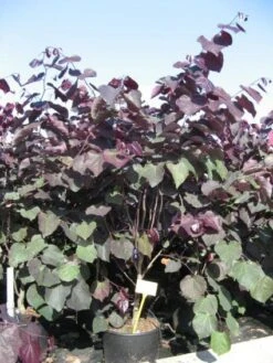 Judasboom Als Struik (Cercis Canadensis 'Forest Pansy') -OL Planten Winkel 20091126092410 6 1