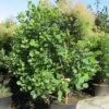 Pruikenboom (Cotinus Coggygria) 1 Pruikenboom (Cotinus Coggygria) -OL Planten Winkel 20091126124120 24 12 12