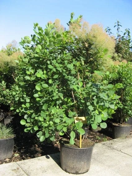 Pruikenboom (Cotinus Coggygria) 3 Pruikenboom (Cotinus Coggygria)