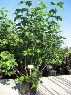 Sneeuwbal (Viburnum Opulus 'Roseum') -OL Planten Winkel 20091126125302 9