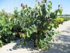 Chinese Judasboom (Cercis Chinensis 'Avondale') -OL Planten Winkel 20091127153204 5