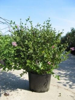 Dwerg Sering (Syringa Meyeri 'Palibin') 9 Dwerg Sering (Syringa Meyeri 'Palibin') -OL Planten Winkel 20091130090327 6