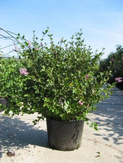 Dwerg Sering (Syringa Meyeri 'Palibin') 5 Dwerg Sering (Syringa Meyeri 'Palibin') - Afbeelding 3