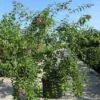 Sering (Syringa Microphylla 'Superba') -OL Planten Winkel 20091130090735 10 1