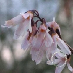 Witte Forsythia (Abeliophyllum Distichum) -OL Planten Winkel 20091208165431 2