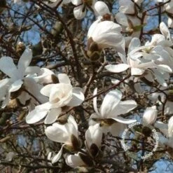 Beverboom (Magnolia Loebneri 'Merrill') -OL Planten Winkel 20091222103459 5