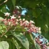 Pindakaasboom Als Struik (Clerodendrum Trichotomum) -OL Planten Winkel 20091228095615 3