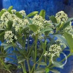 Skimmia (Skimmia Japonica 'Keessen') -OL Planten Winkel 20091228135629 4