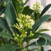 Skimmia (Skimmia Japonica 'Keessen') -OL Planten Winkel 20091228135637 4