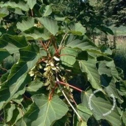 Streepjesbast Esdoorn (Acer Davidii) -OL Planten Winkel 20091229102032 7