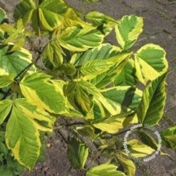 Vederesdoorn (Acer Negundo 'Aureomarginatum') 5 Vederesdoorn (Acer Negundo 'Aureomarginatum') -OL Planten Winkel 20091229104244 4