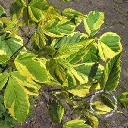 Vederesdoorn (Acer Negundo 'Aureomarginatum') 4 Vederesdoorn (Acer Negundo 'Aureomarginatum') - Afbeelding 2