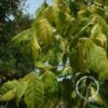 Vederesdoorn (Acer Negundo 'Aureomarginatum') -OL Planten Winkel 20091229104255 4
