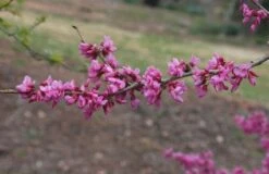 Chinese Judasboom (Cercis Chinensis 'Avondale') 13 Chinese Judasboom (Cercis Chinensis 'Avondale') -OL Planten Winkel 20091230142622 5 1