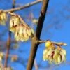Winterzoet (Chimonanthus Praecox) -OL Planten Winkel 20091230153517 6 3 3