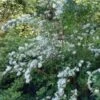 Bruidsbloem (Deutzia Magnifica) -OL Planten Winkel 20091231124018 6 3 3