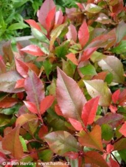 Glansmispel Op Stam (Photinia Fraseri 'Little Red Robin') 7 Glansmispel Op Stam (Photinia Fraseri 'Little Red Robin') -OL Planten Winkel 20100210093819 3