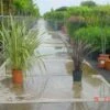 Nieuw Zeelands Vlas (Phormium Tenax) -OL Planten Winkel 20100218103634 7