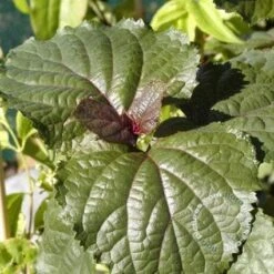 Pindakaasboom (Clerodendrum Bungei) -OL Planten Winkel 20100224142854 2