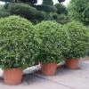 Toscaanse Jasmijn, Bolvorm (Trachelospermum Jasminoides ) -OL Planten Winkel 20100712162249 1