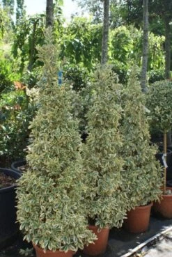 Kardinaalshoed Als Pyramide (Euonymus Japonicus 'Bravo') -OL Planten Winkel 20100712164204 3 1