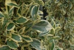 Kardinaalshoed Als Pyramide (Euonymus Japonicus 'Bravo') -OL Planten Winkel 20100712164218 3