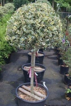 Hulst Op Stam (Ilex 'Argentea Marginata') -OL Planten Winkel 20100712171848 1 1