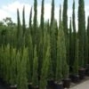Italiaanse Cipres (Cupressus Sempervirens 'Totem') -OL Planten Winkel 20100712173208 10