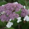 Fluweelhortensia (Hydrangea Aspera 'Macrophylla') -OL Planten Winkel 20100712173532 6