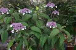 Fluweelhortensia (Hydrangea Aspera 'Macrophylla') -OL Planten Winkel 20100712173558 6