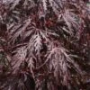 Japanse Esdoorn (Acer Palmatum 'Tamuke Yama') -OL Planten Winkel 20100715165130 5 1
