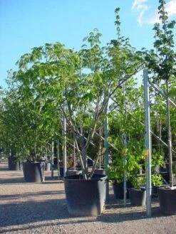 Perzische Slaapboom Als Struik (Albizia Julibrissin 'Ombrella') -OL Planten Winkel 20100720150339 4