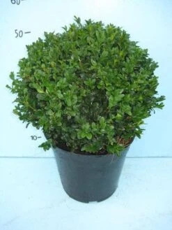 Buxusbol (Buxus Sempervirens, Bolvorm) 25 Buxusbol (Buxus Sempervirens, Bolvorm) -OL Planten Winkel 20101207115632 20
