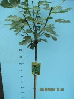 Vijg Op Stam (Ficus Carica) -OL Planten Winkel 20101207122956 8